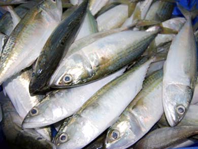 Indian Mackerel Fish