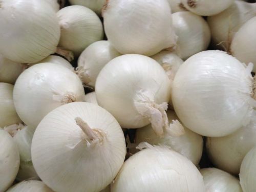 Common Fresh White Onion, For Cooking, Fast Food, Size : Large, Medium, Small