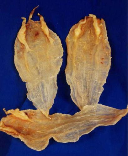 Fish Maw, Shape : Long Round