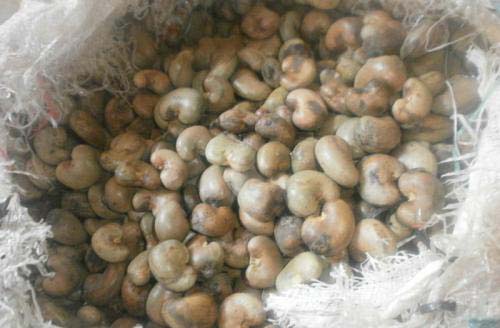 Raw Cashew Nuts, Material : Raw Cashew