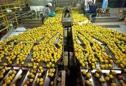 Fruit Processing Plant