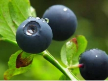 Bilberry Extract