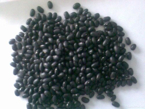 Common Black Kidney Beans, Packaging Size : 5