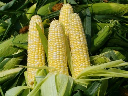 Sweet Fresh Corn For Sale, Packaging Type : yellow white