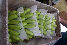 AgroLeaf Common High Quality Fresh Banana, Color : Green, Yellow