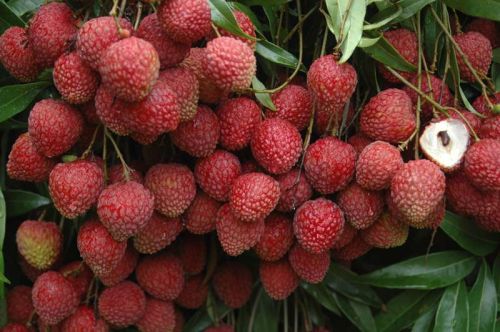Organic Fresh Litchi, Packaging Type : Carton Box