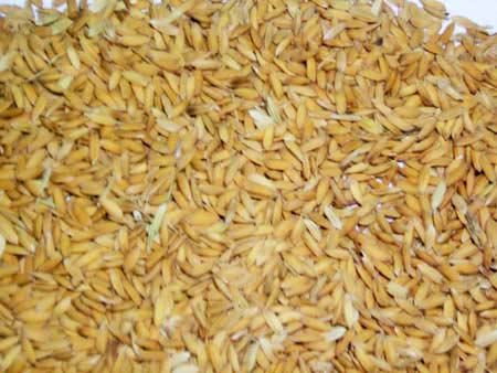 Paddy Seeds, For Agriculture