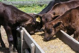 Calf Feed, Packaging Type : PP Bags