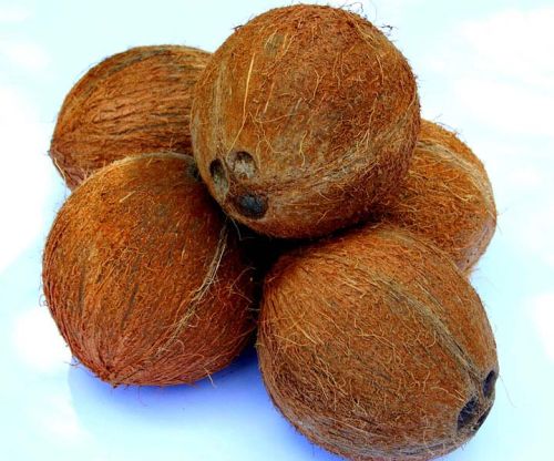 Organic Coconut, For Free From Impurities, Freshness, Form : Solid