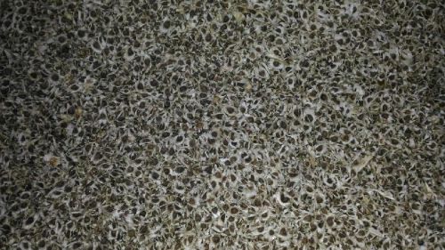 Moringa Seeds / Drumstick Seeds