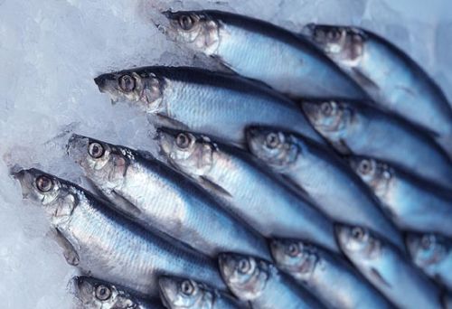 Fresh and Frozen Horse Mackerel Fish, Herring Fish ,Dry Stockfish