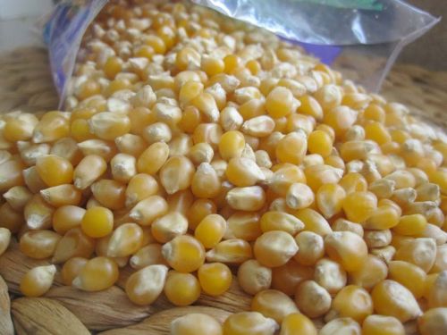 Yellow & White Corn Available For Sale
