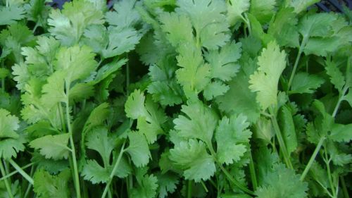 Fresh Coriander Leaves