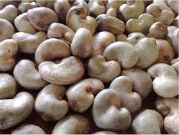 Dried cashew nuts, Brand Name : CEN-COTEC RC 1073748, NIGERIA