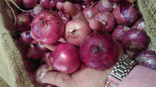 Round Fresh Red Onion