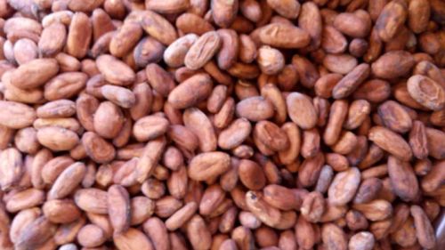 Cocoa beans Form : Beans