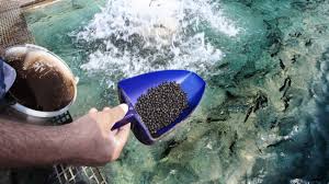 Aquaculture Industry