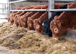 Livestock Feed