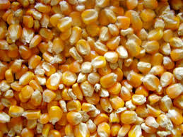 Maize, Packaging Type : Tin Container