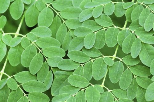 Moringa Oleifera Leaves