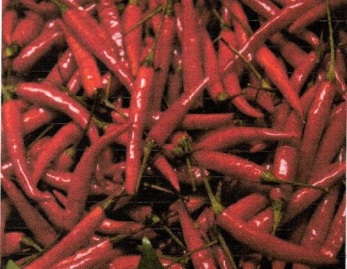 Fresh Red Chilli