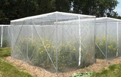 Anti- Insect Net
