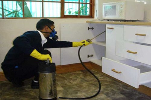 Rodent Control Services