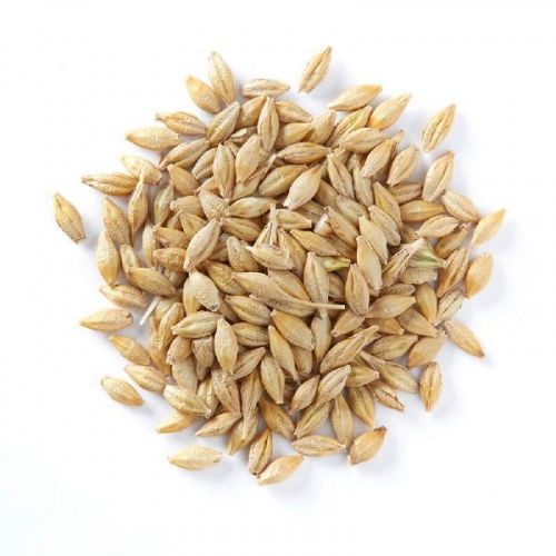 Organic Barley Seeds, Packaging Size : 10-20kg