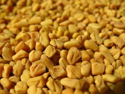 Organic Fenugreek Seeds, Shelf Life : 1year