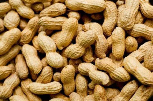 Organic Shelled Peanuts, For Making Flour, Making Oil, Feature : Excellent Source Of Nutrients, Good For Health