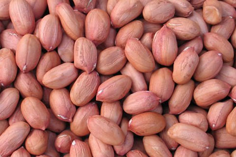 Peanut Seed