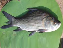 Catla Fish, For Cooking, Human Consumption, Feature : Good For Health, Good Protein, Non Harmful