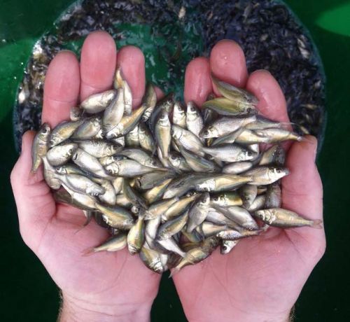 Live Fish Seeds