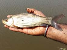 Rohu Fish