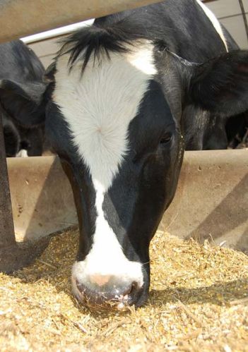 Animal feed, Glutinous : Non Glutinous