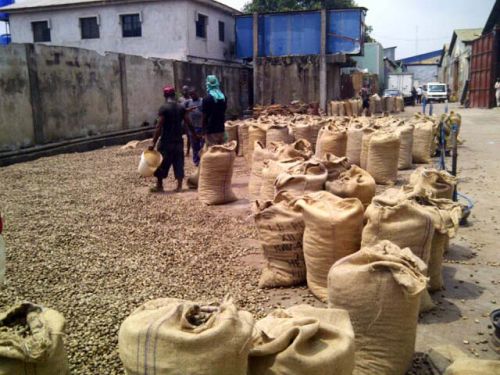 Raw Cashew Nuts for Consumption
