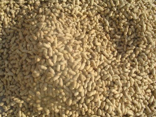 Blanched Organic Shelled Peanuts, Grade : AA for Oil production$ & Food