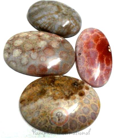 Fossil Coral Cabochons