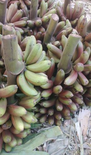 Fresh banana, Purity : 100%