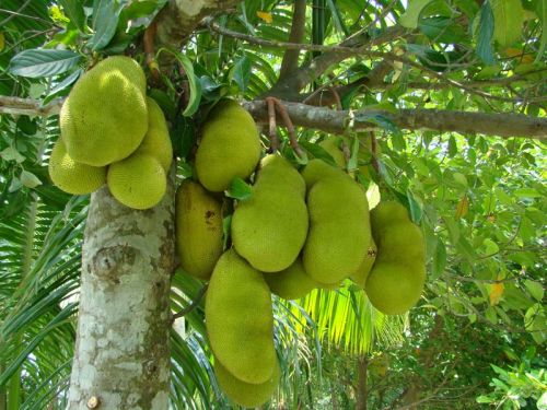 Fresh Jackfruit