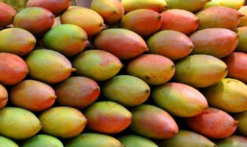 Fresh Totapuri Mango