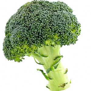 Fresh Broccoli