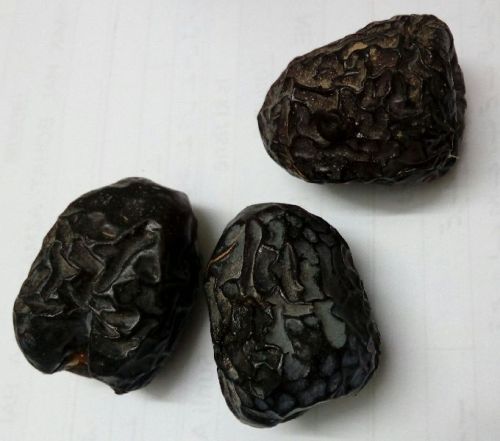 Ajwa Dates, Packaging Type : Bulk, Taste : Sweet