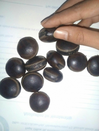 Coco Dimma Seeds, Condition : Fresh Dried, Grade : Original