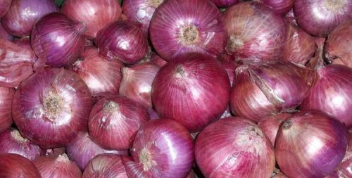 Organic Fresh Red Onion, For Cooking, Enhance The Flavour, Size : Large, Medium, Small