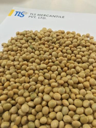 Organic Soybean Seeds, For Human Consumption, Style : Natural