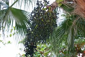 Benefits Of Juice With Acai Berry, Brand Name : Aim High