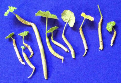 Ayurvedic Urea Herbs For Sale, Dosage Form : Contact immediately