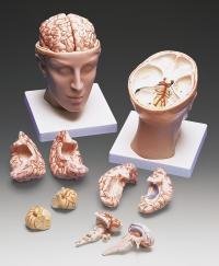 PLASTIC Human Head And Brain, Model Number : DRS-114