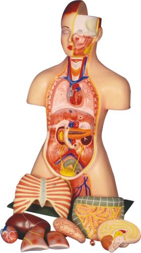 PLASTIC Human Torso With Head, Model Number : DRS-101